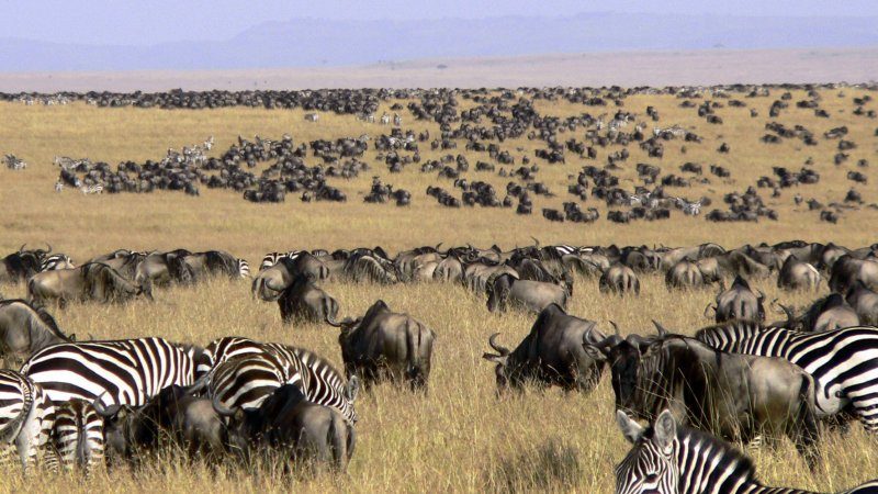 Migrations