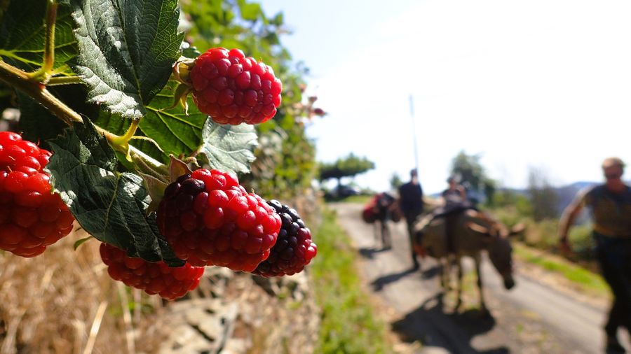 Photo du récit Le bâton et les carottes