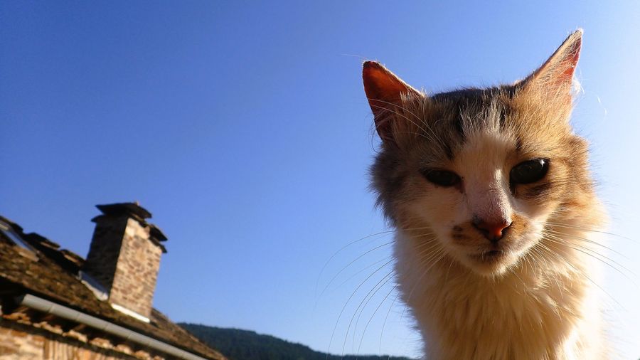 Photo du récit Le bâton et les carottes