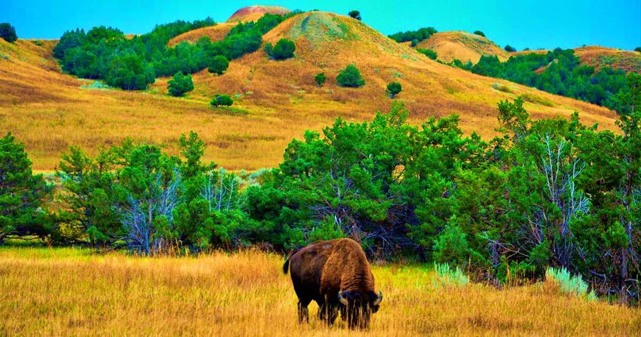 Tatanka