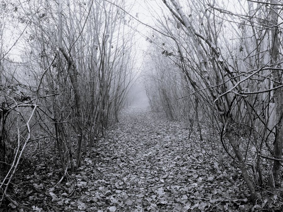 Photo du récit Le pays par delà la forêt